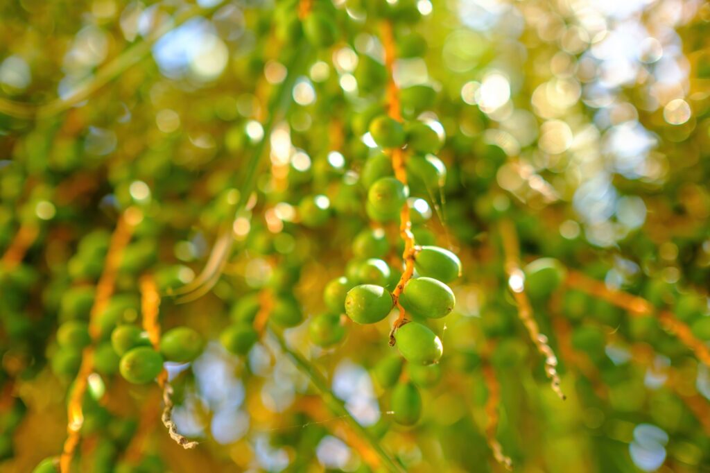 Date palm tree with unripe green fruits in bright sunlight